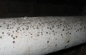 removing mould from asbestos 